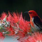 60 Hours On Burning Kangaroo Island