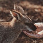 Moonlight shapes how some animals move, grow and even sing