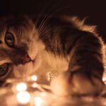 Moonlight shapes how some animals move, grow and even sing