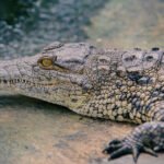 Sanctuary was supposed to be a safe place for Australian wildlife. Then came the fire.
